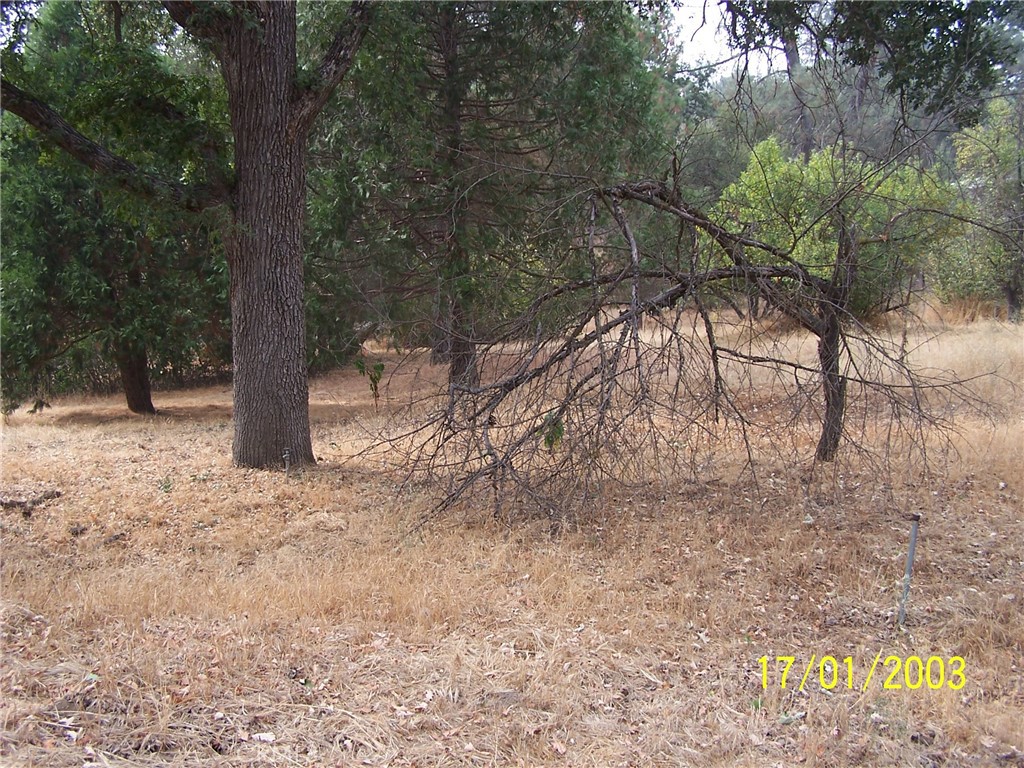 a view of a yard with a tree