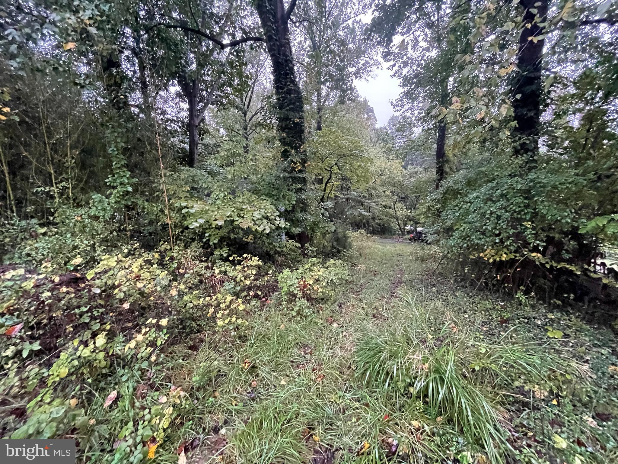 a view of a forest with trees in the background