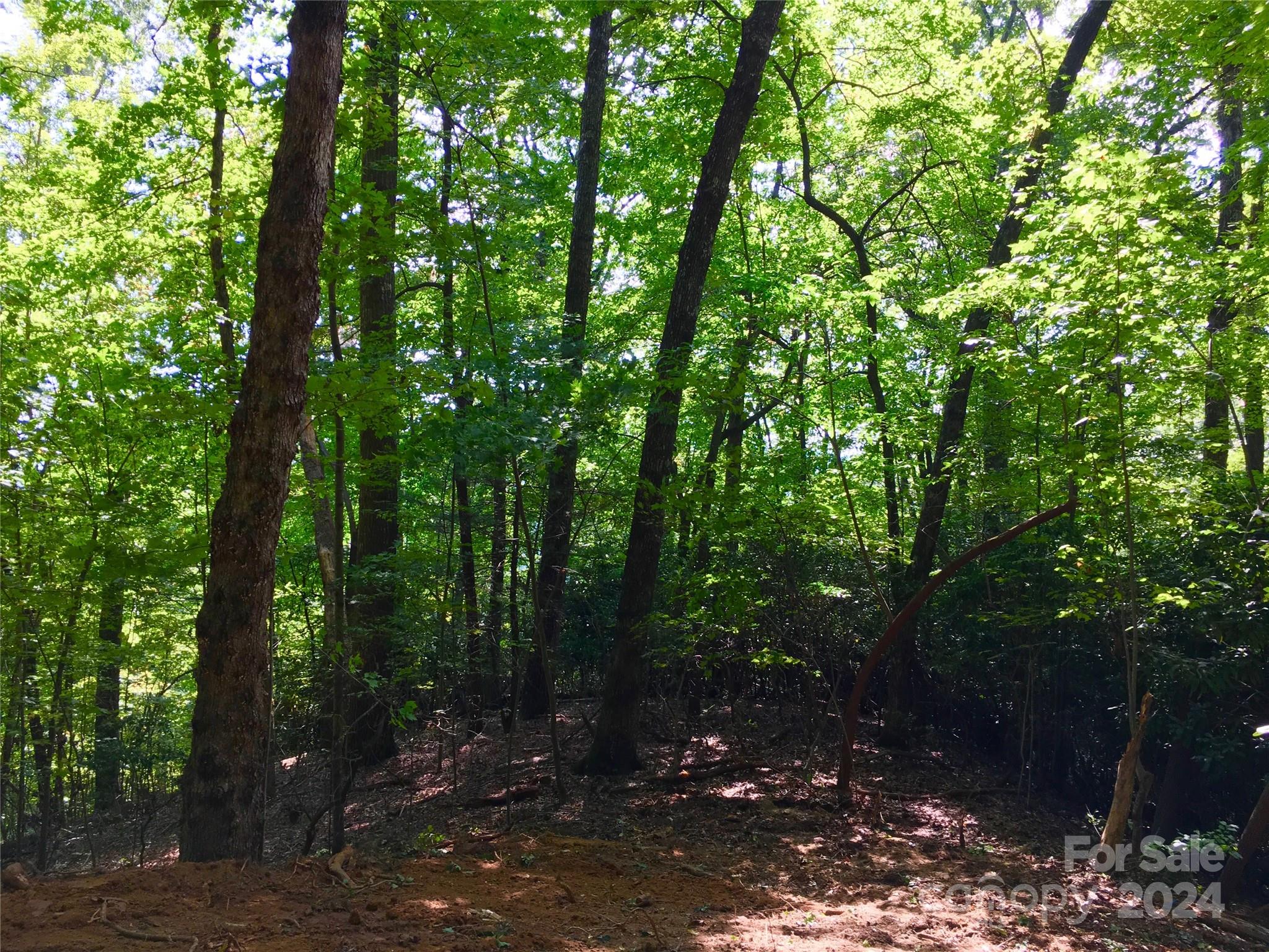 a view of a forest with trees