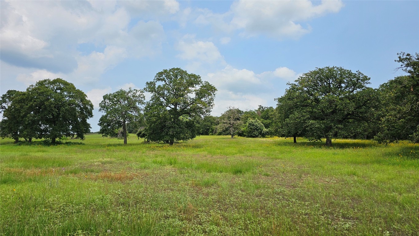 a view of a field of grass and trees