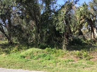 a view of plants and trees