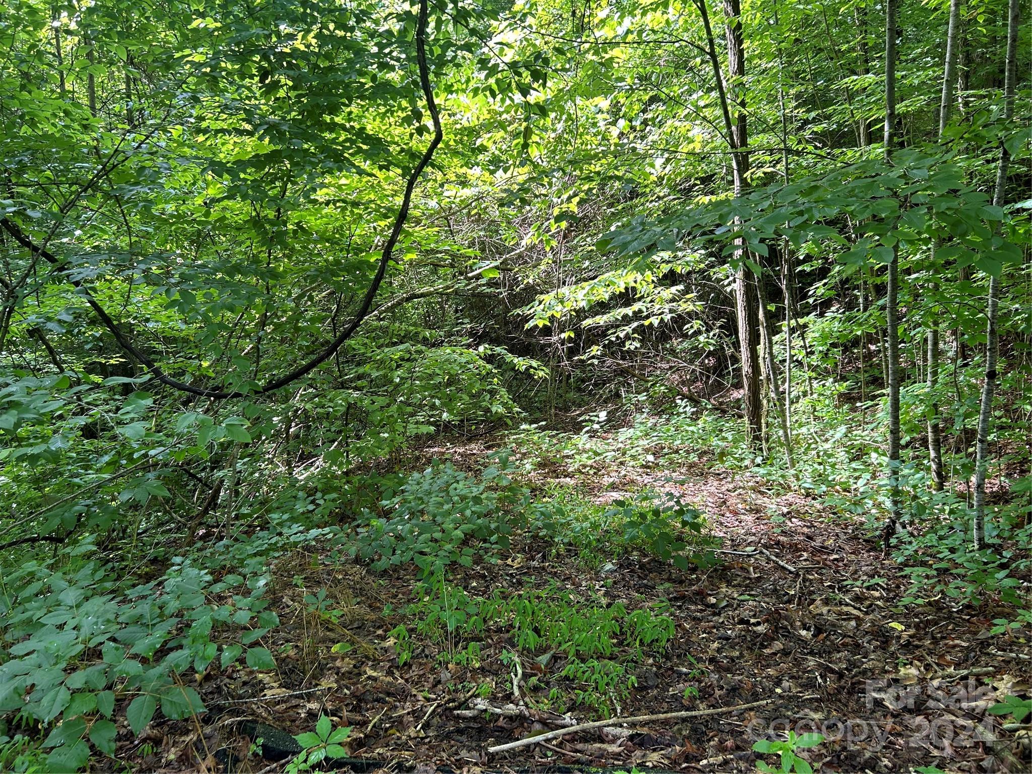 a view of a lush green forest