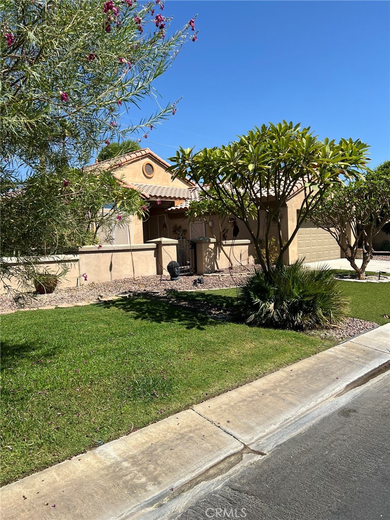 a view of a garden with a tree