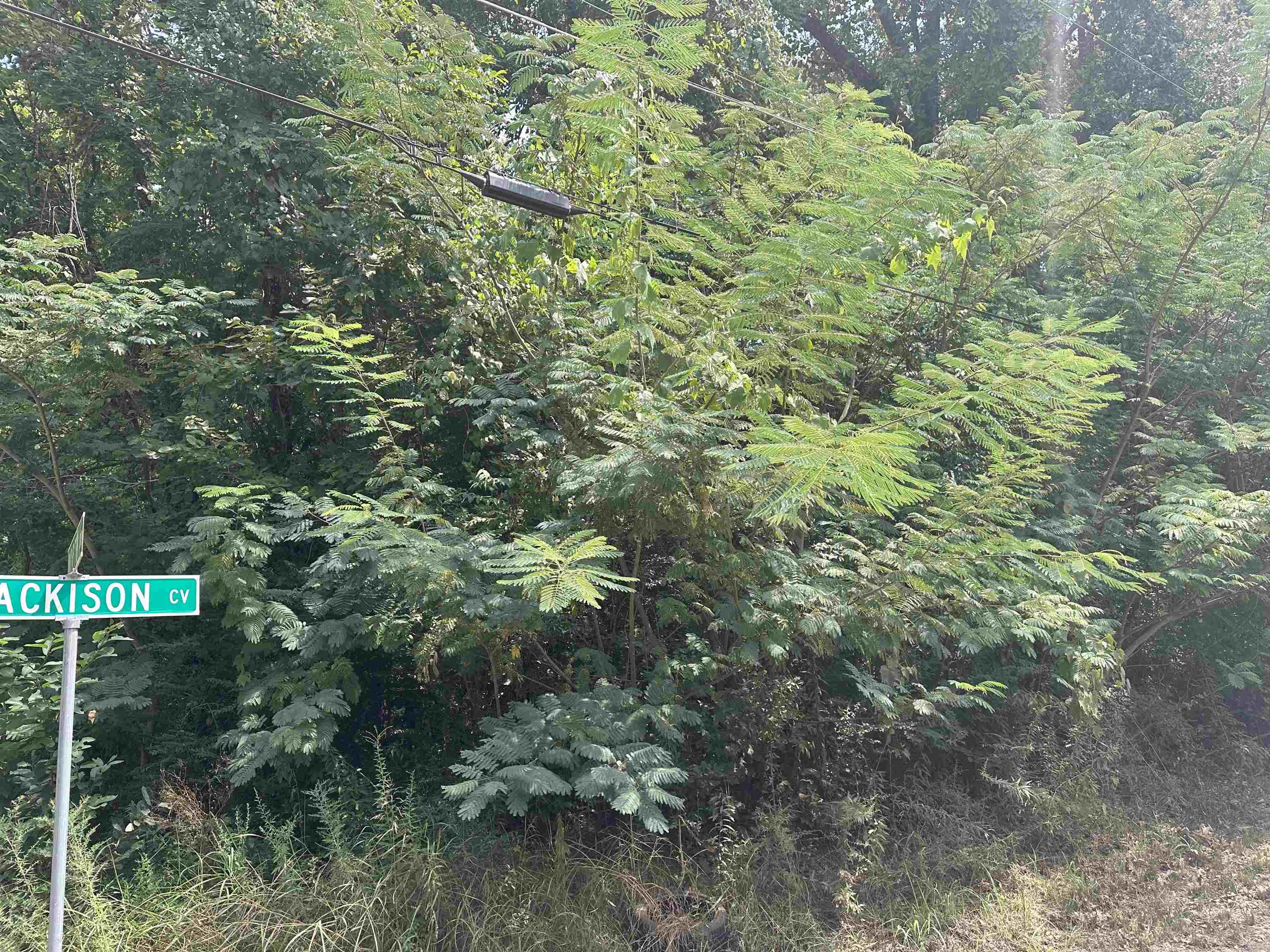 a view of a forest with a tree