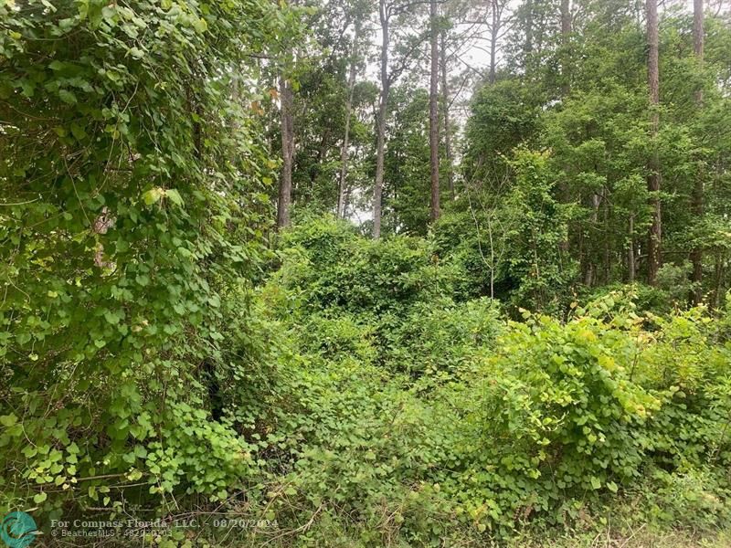 a view of a lush green forest