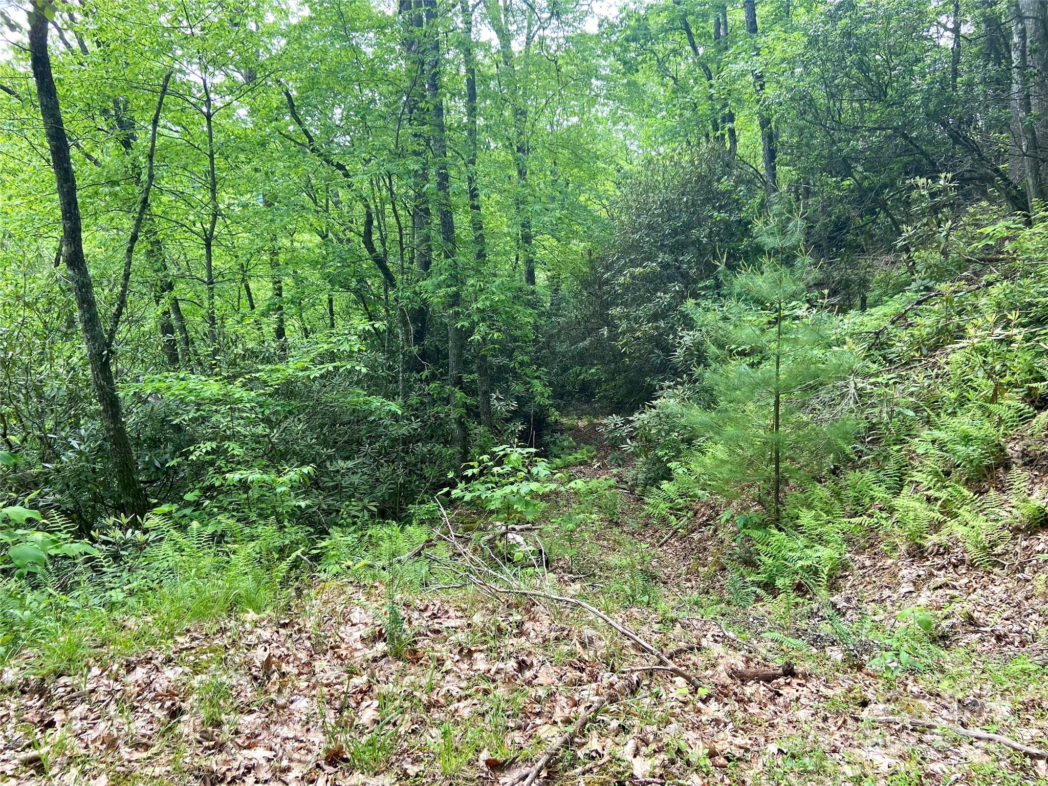 a view of a lush green forest