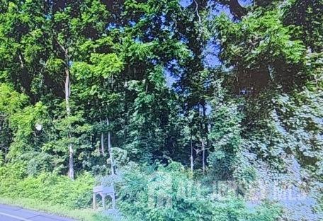 a view of a lush green forest