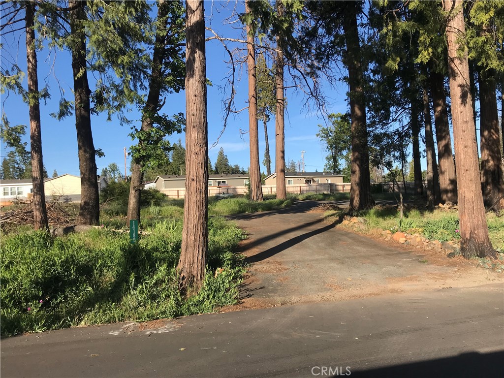 a view of a yard with plants and trees