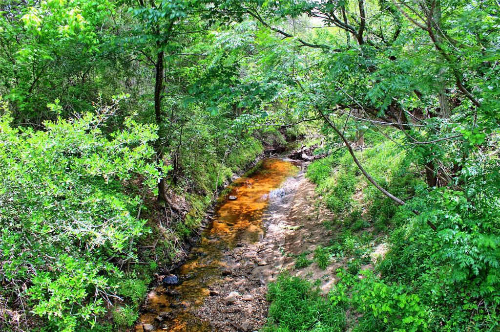 a view of a forest