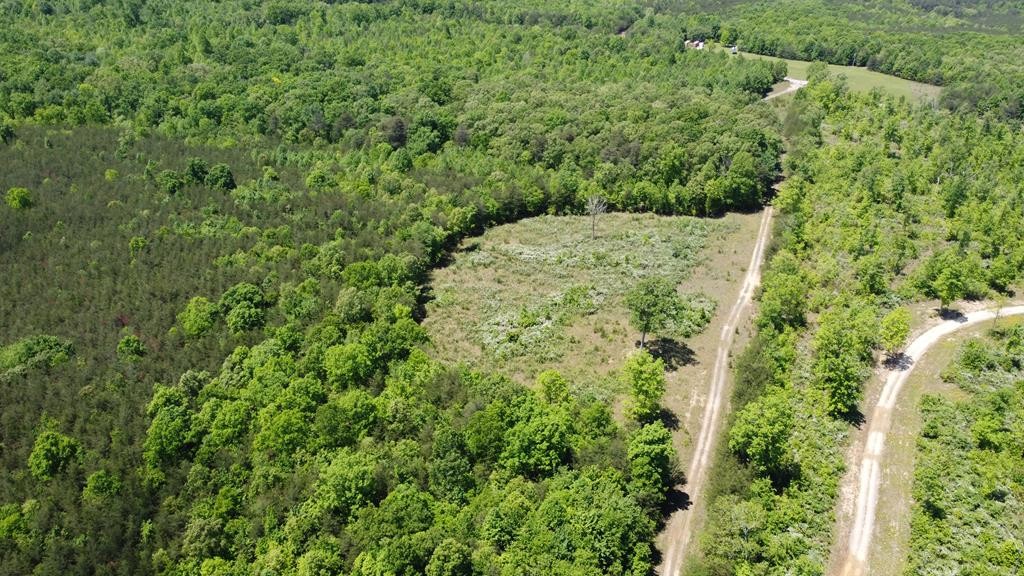 a view of a forest that has a tree in the background