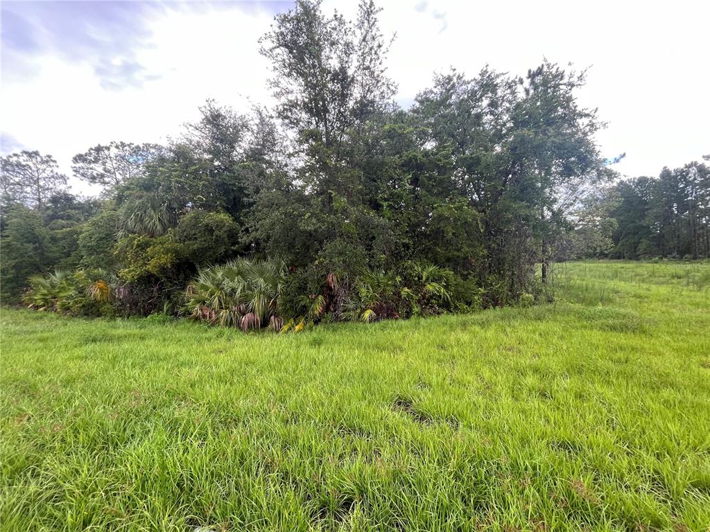 a view of a grassy field with trees in the background