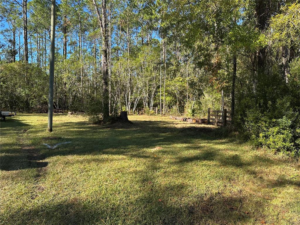 a view of large trees