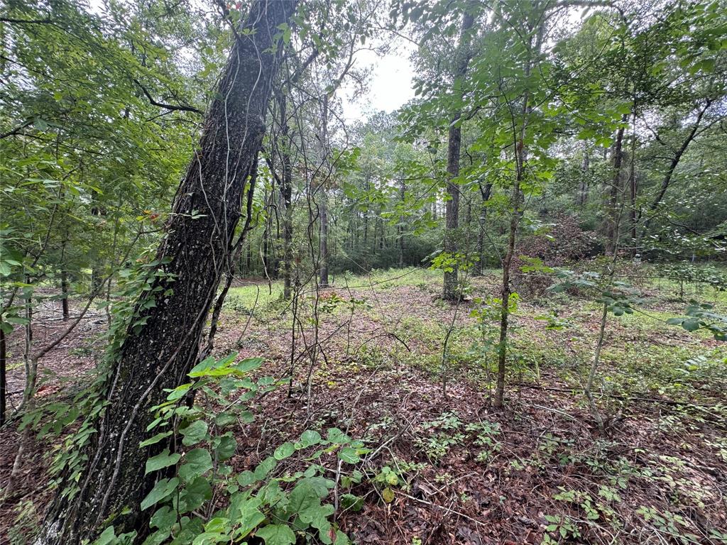 a view of a forest with trees