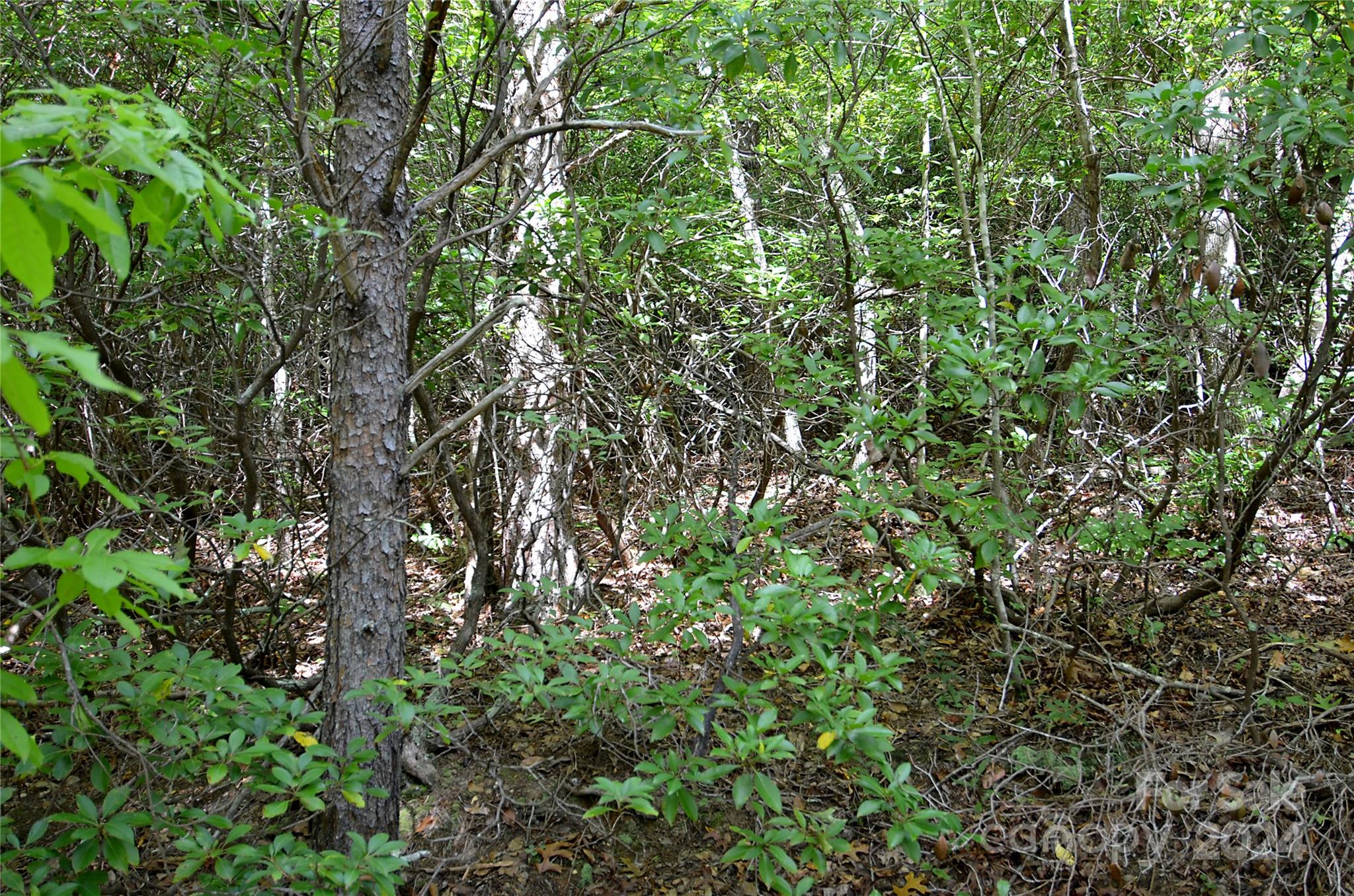 a view of a lush green forest