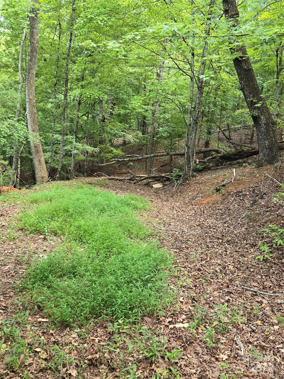 a view of a yard with a tree