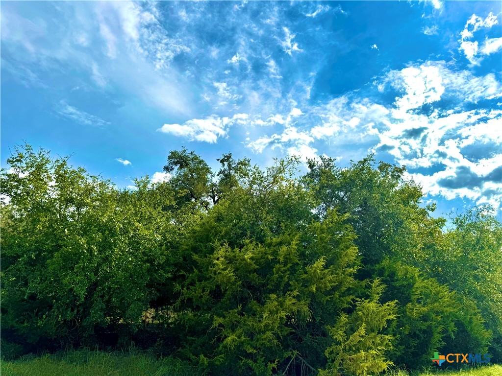 a view of a tree