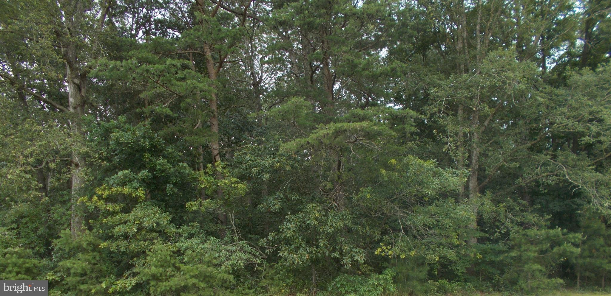 a view of a lush green forest