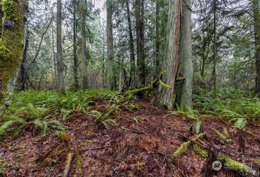 a view of a forest with trees