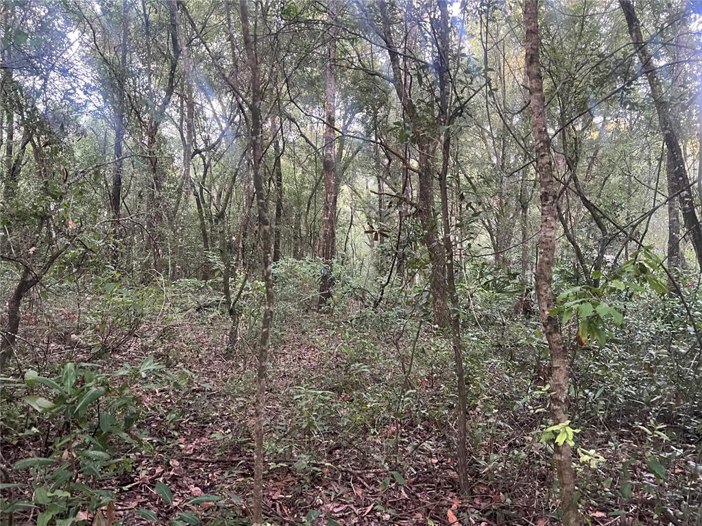 a view of a forest with trees in the background