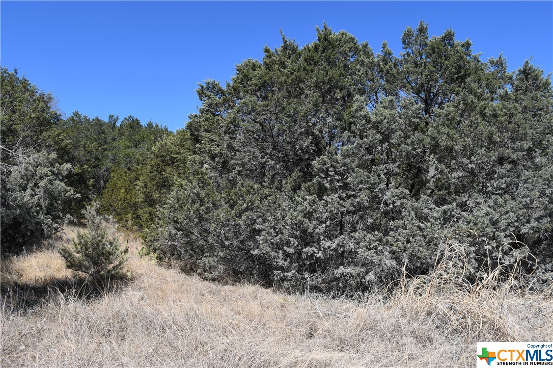 a view of a dry yard