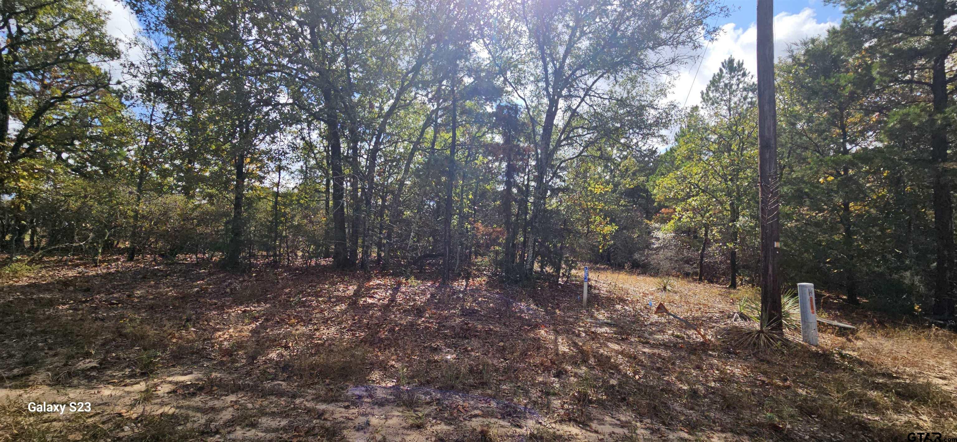 a view of a forest with trees