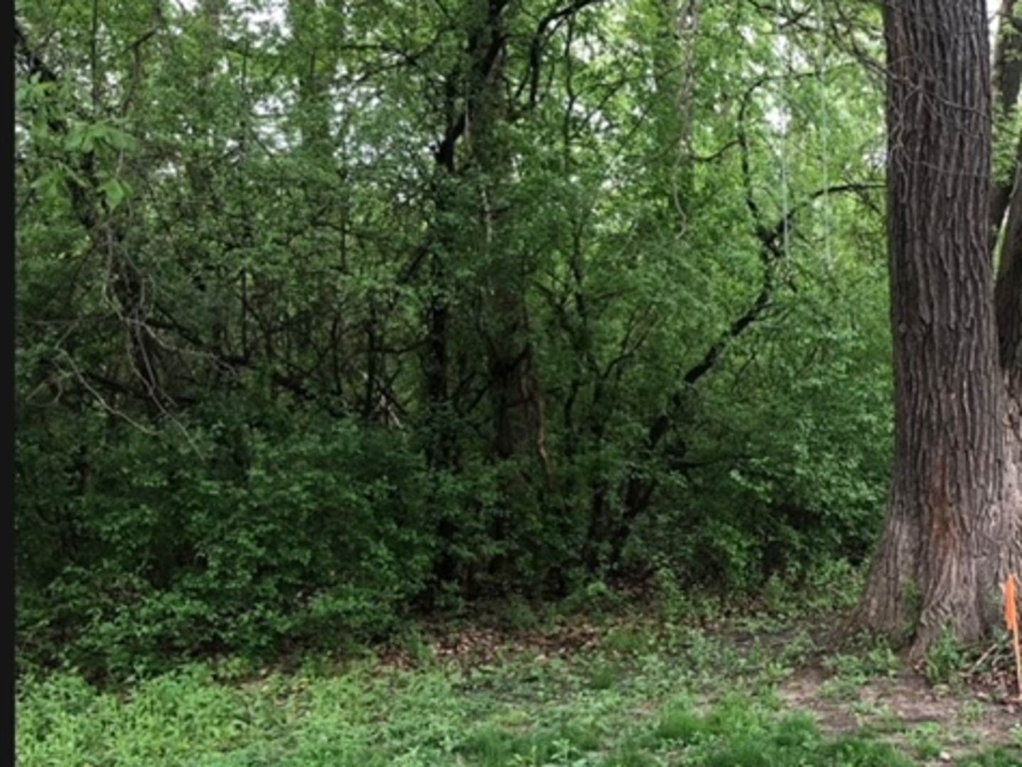 a view of a lush green forest