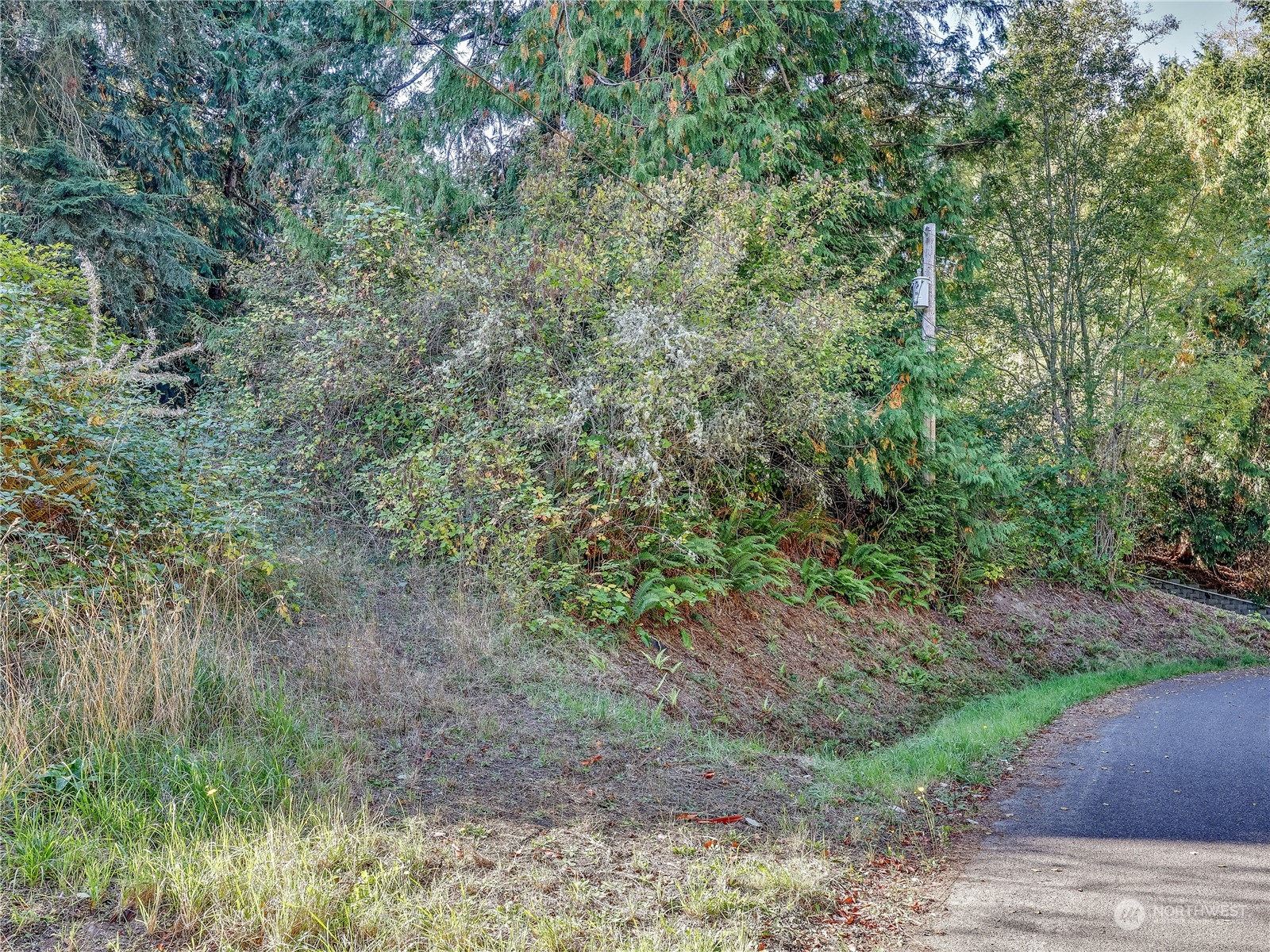 a view of a forest with trees in the background