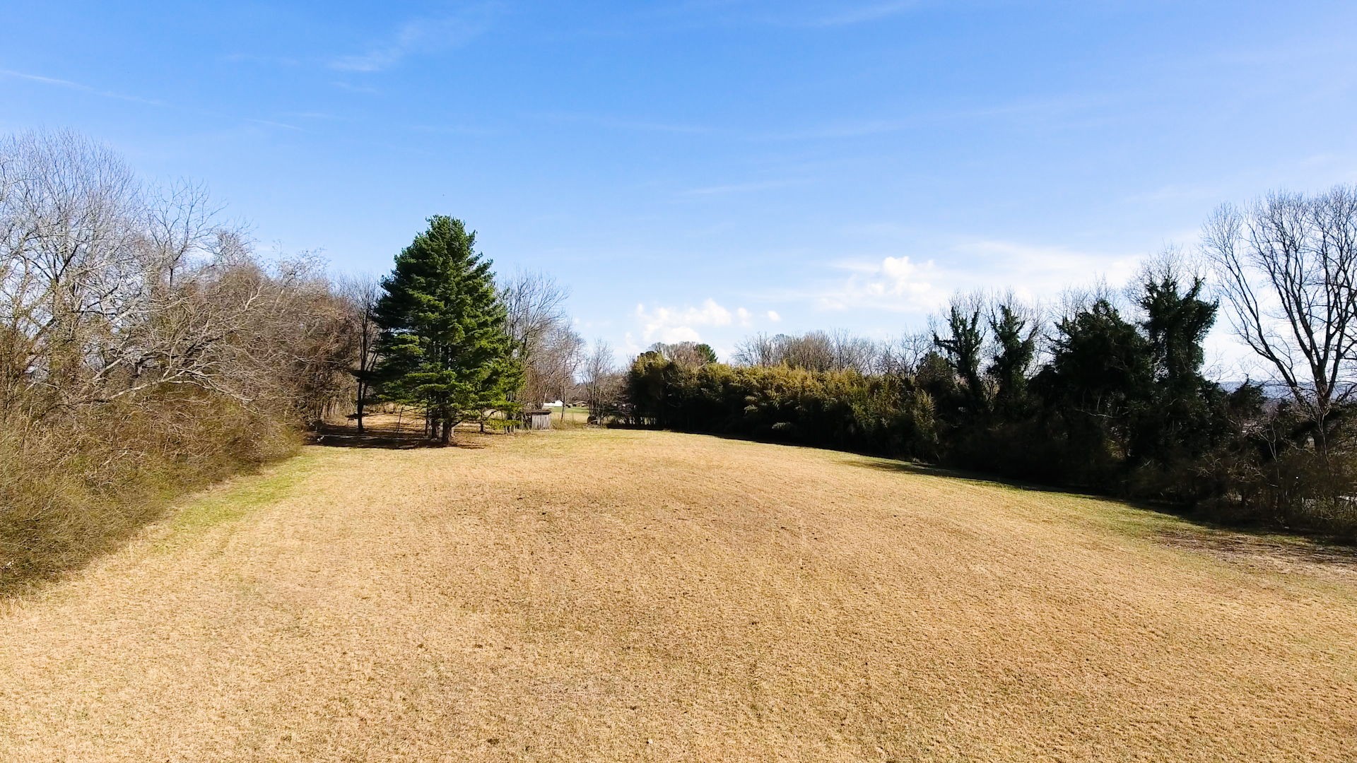 a view of large trees with a dry yard