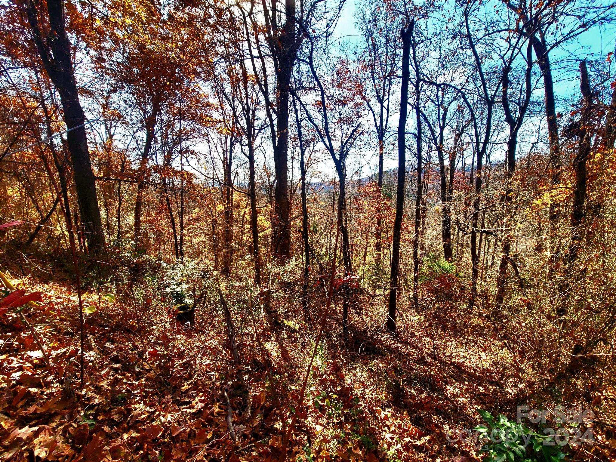 a view of trees with a tree