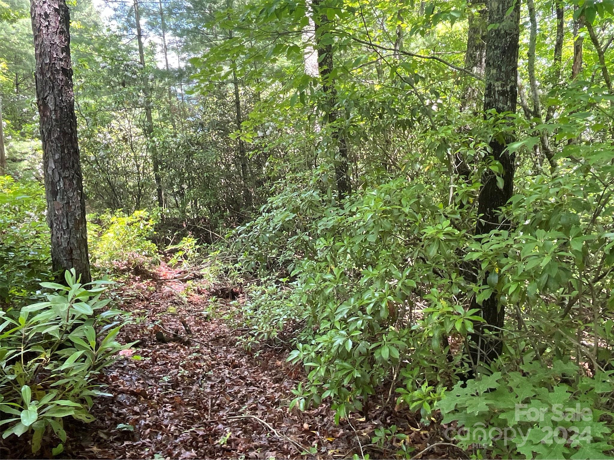 a view of a forest with lots of trees