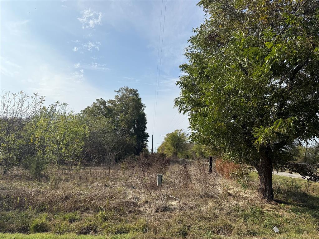 a view of a dry yard with trees