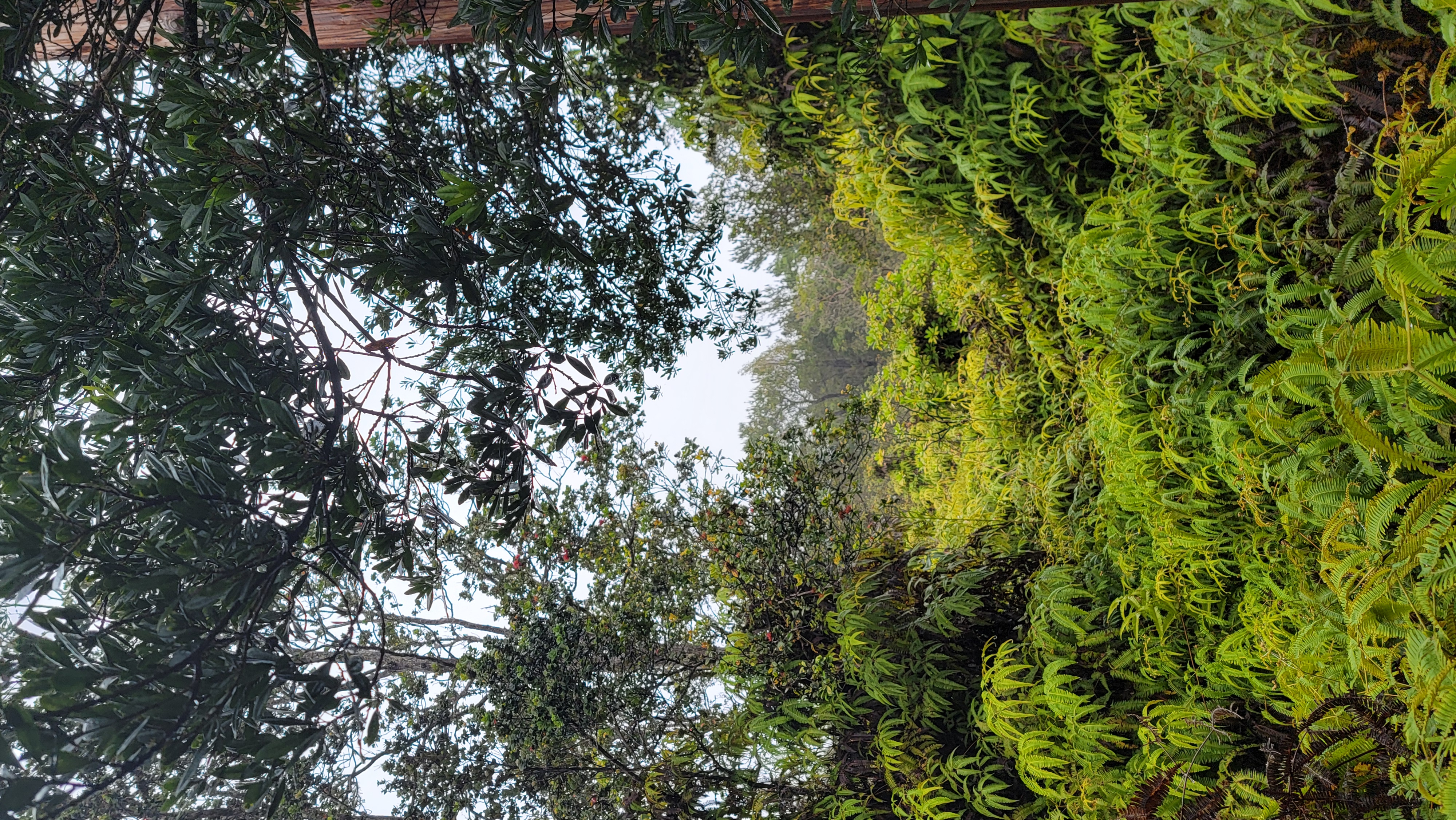 a view of a large yard with lots of bushes