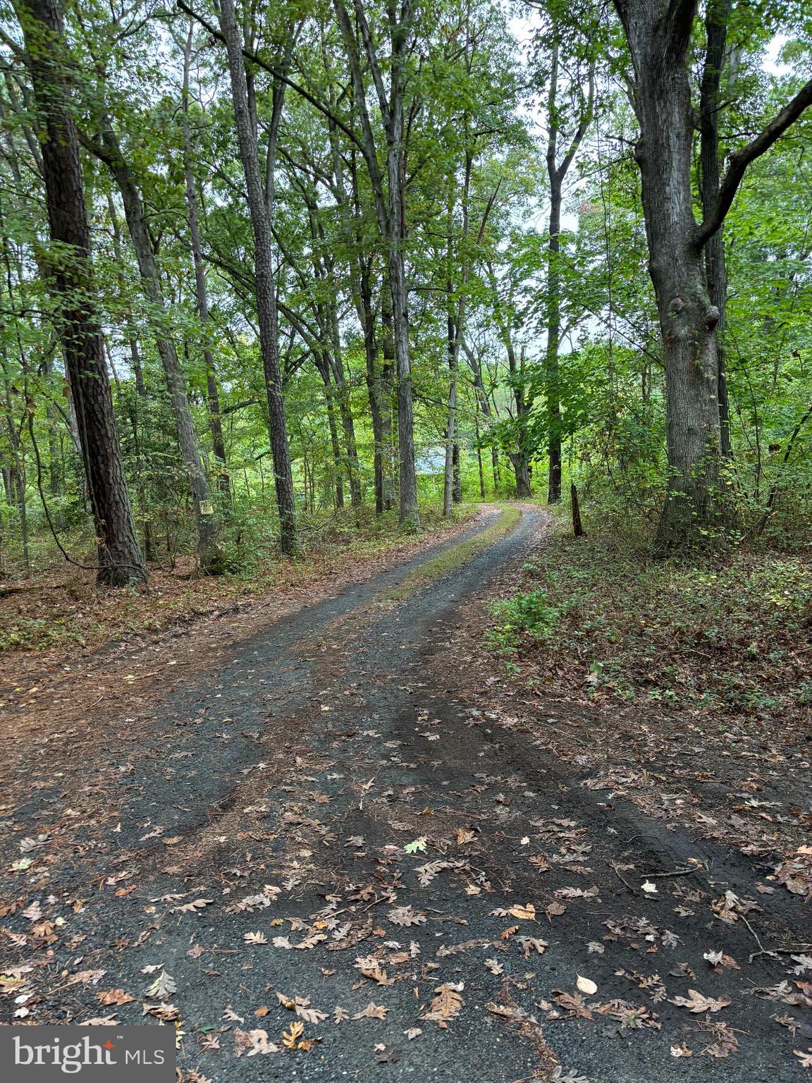 a view of a forest with trees