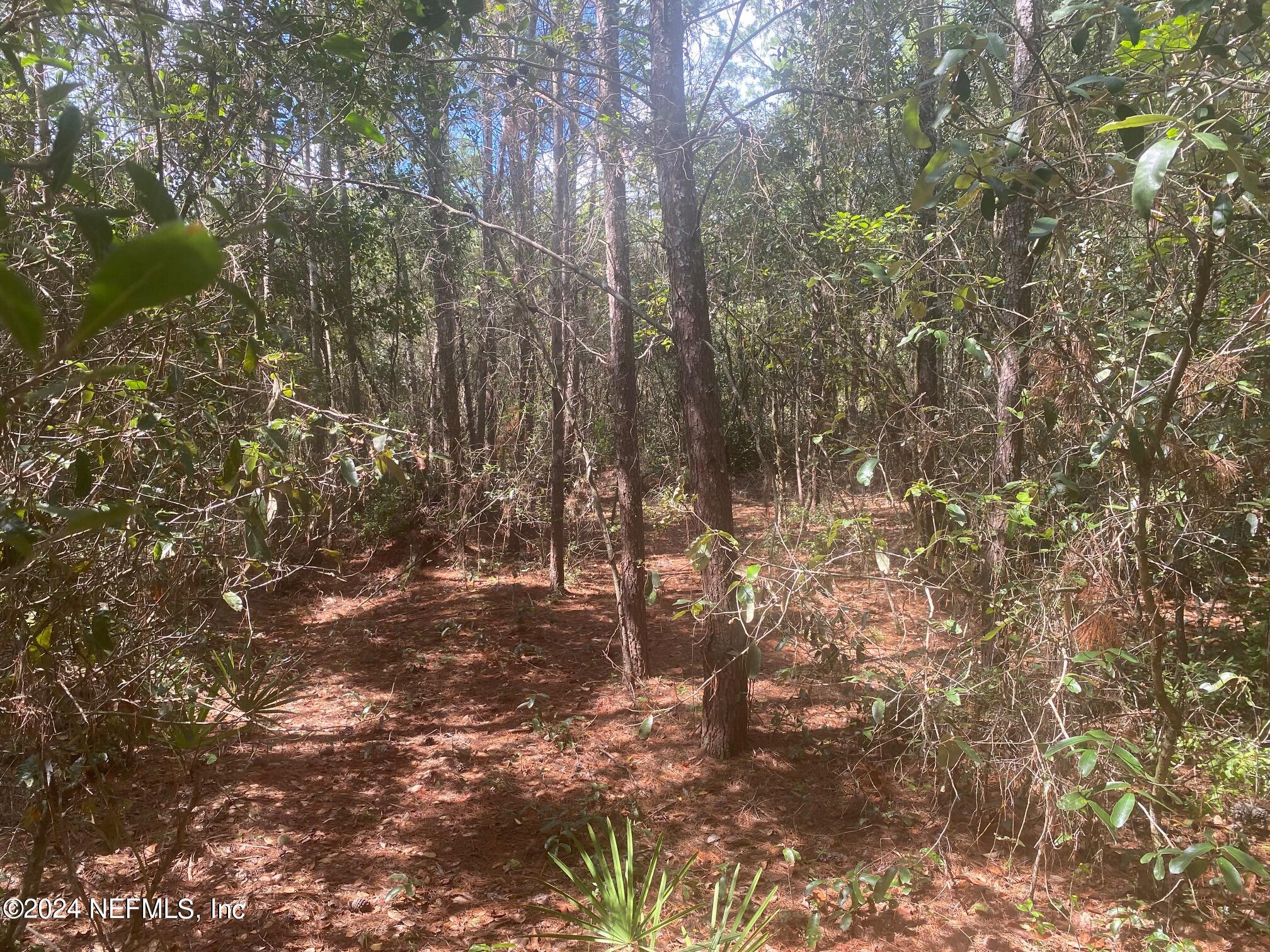 a view of a forest with trees