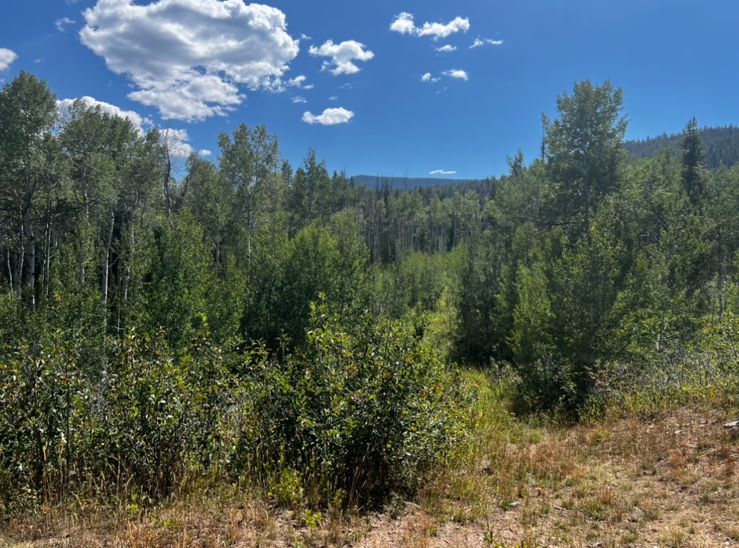 a view of a forest with a tree