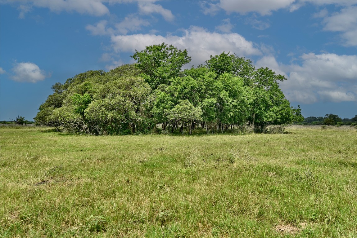 a view of yard with green space