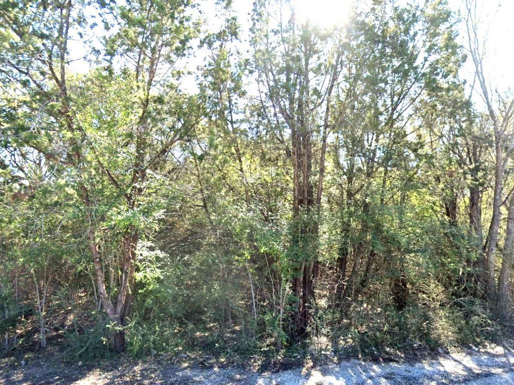 a view of a forest with lush green forest