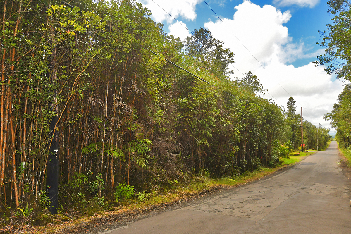 a view of road and trees