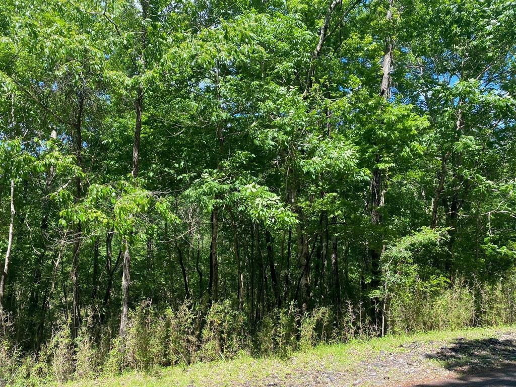 a view of a lush green forest