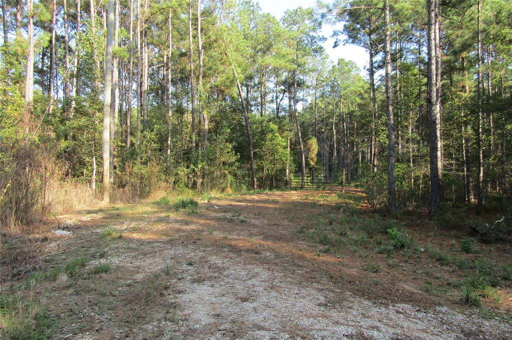 a view of a yard with trees