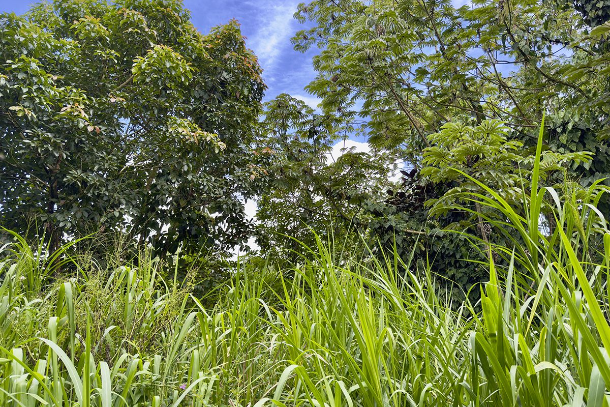 a view of a tree