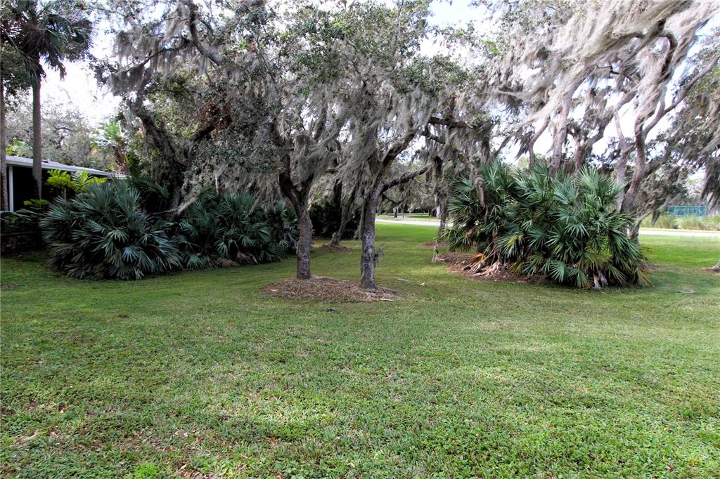 a view of a garden with a tree