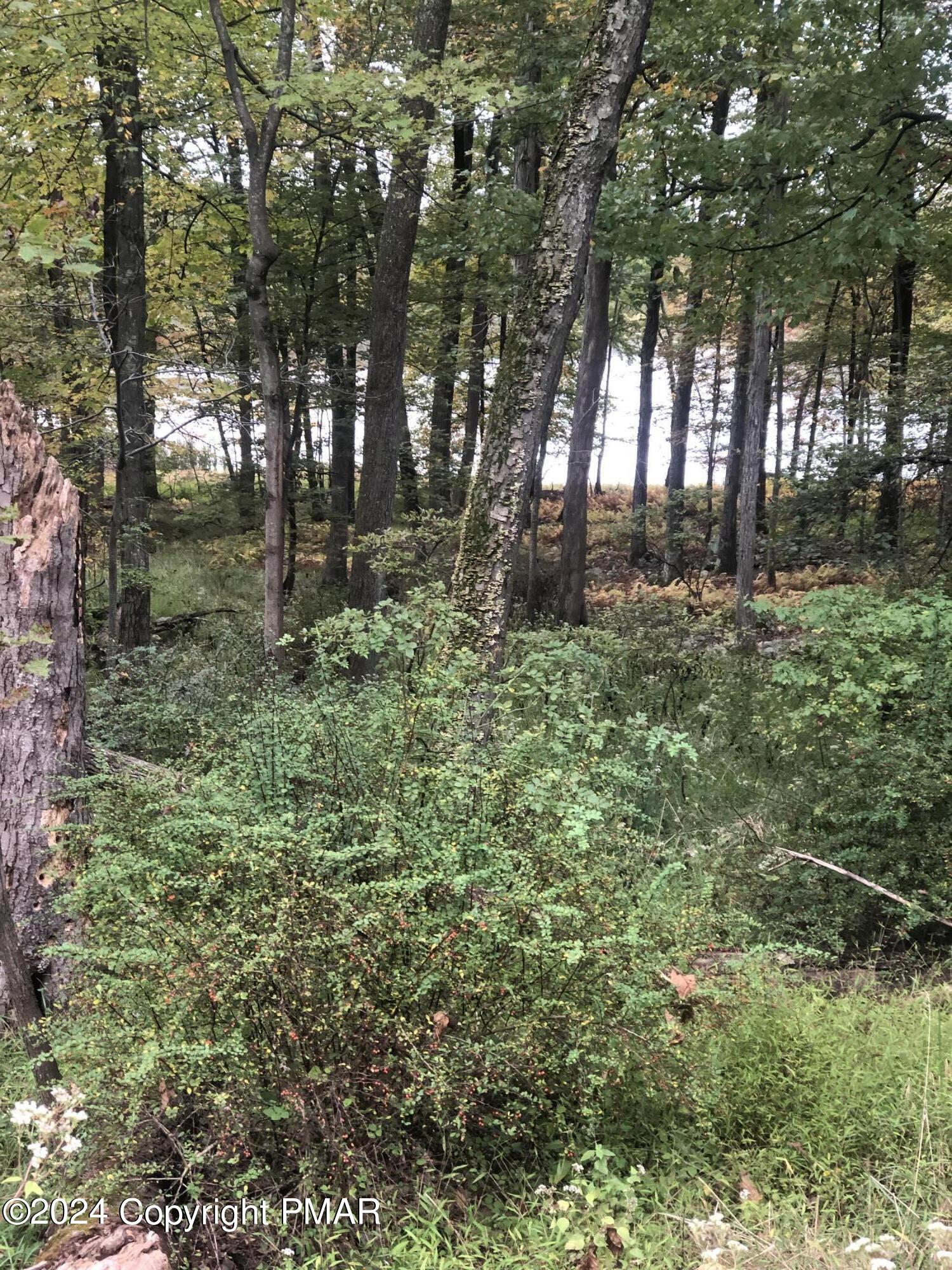 a view of outdoor space and trees