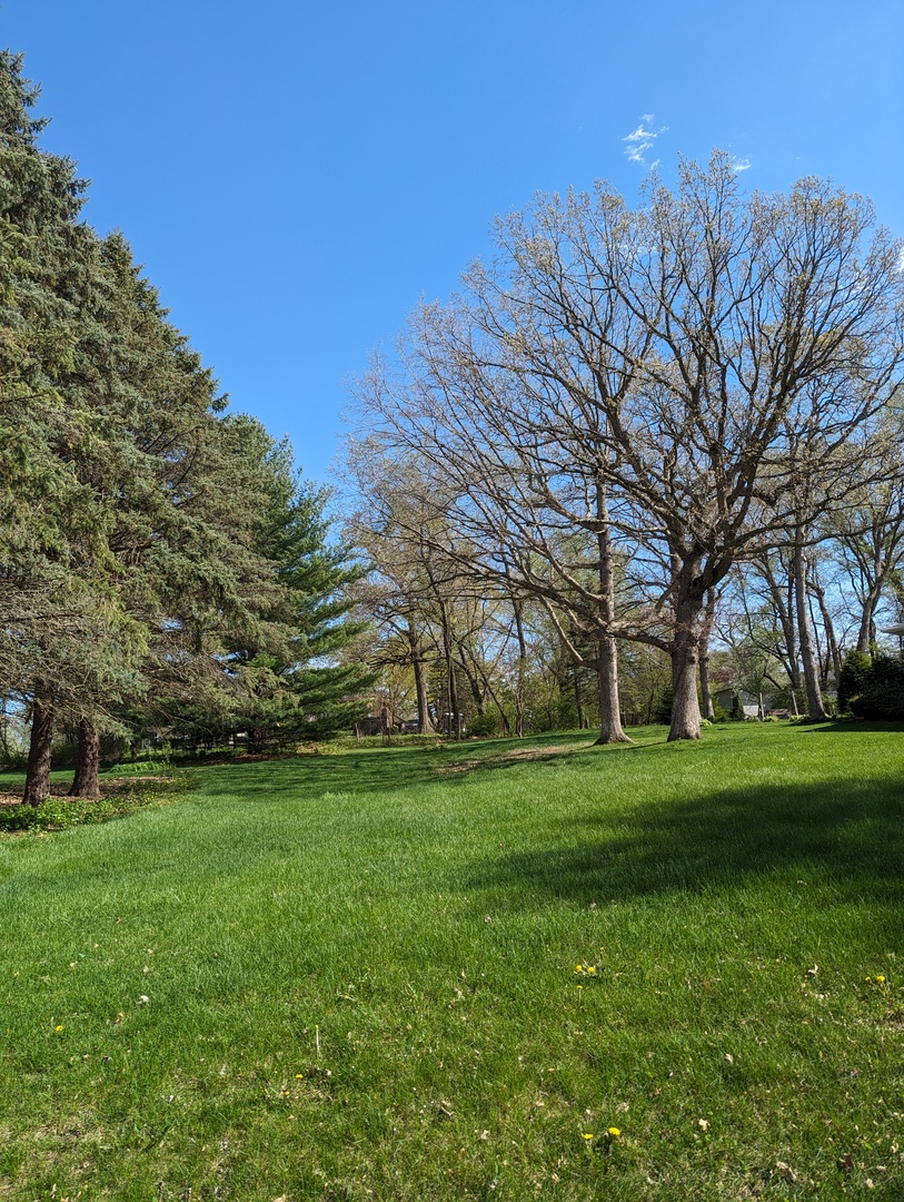 a view of a park with large trees