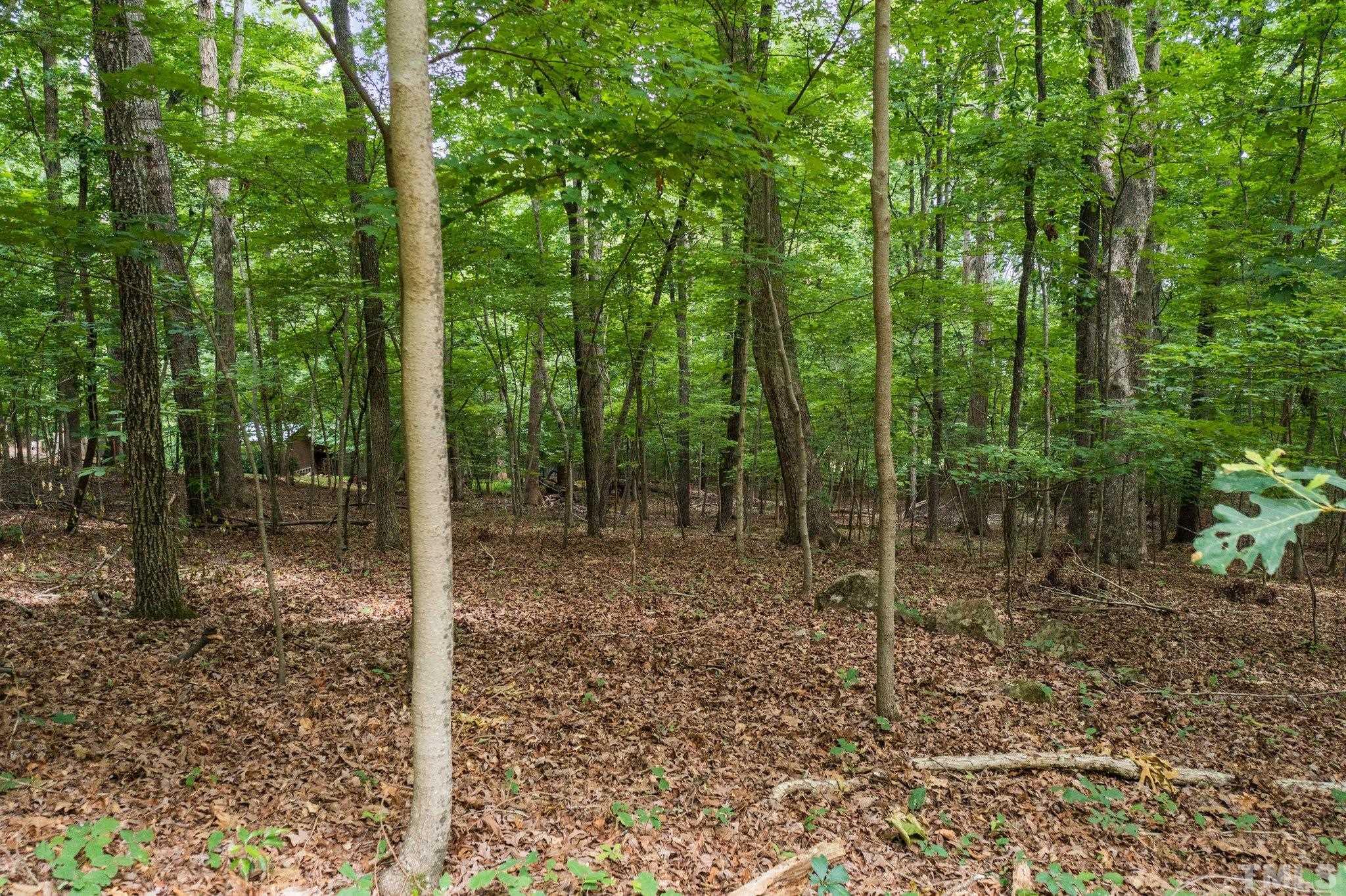 a view of a forest