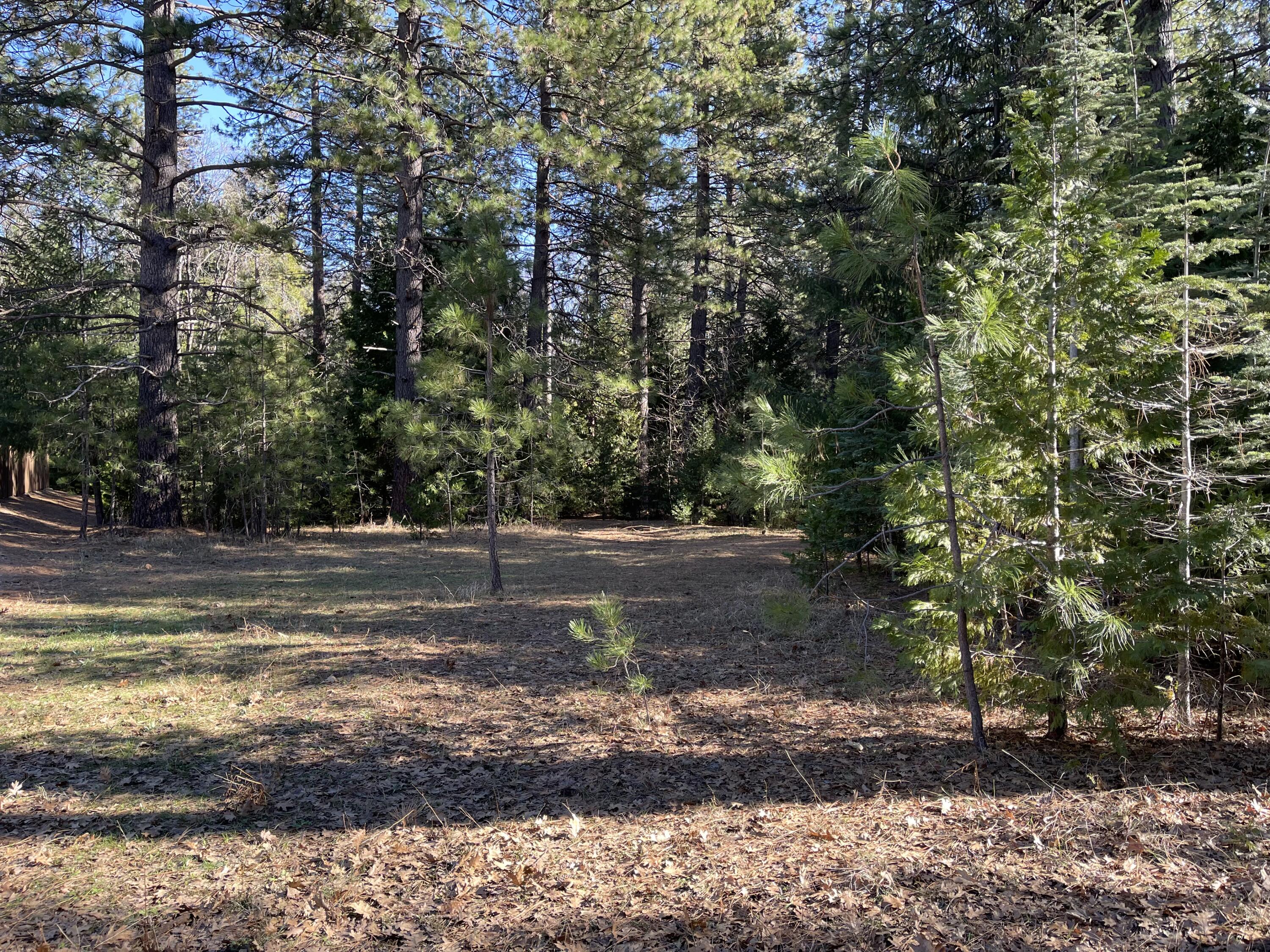 a view of a yard with trees