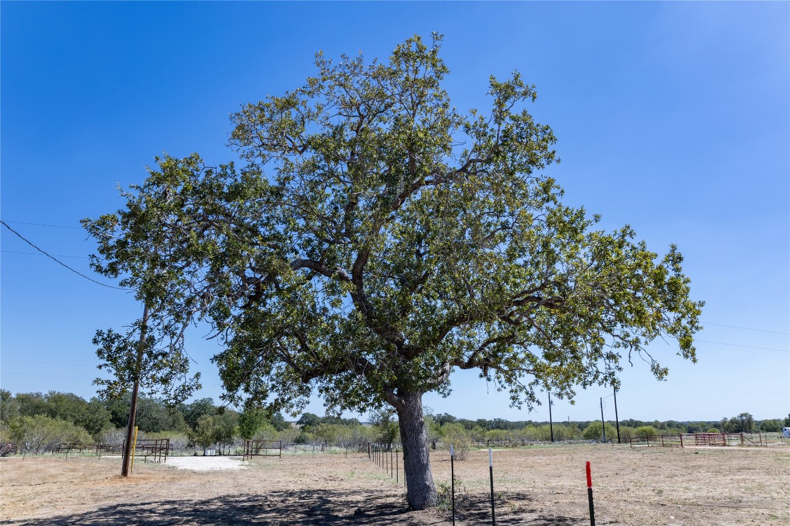 a view of a lake with a tree