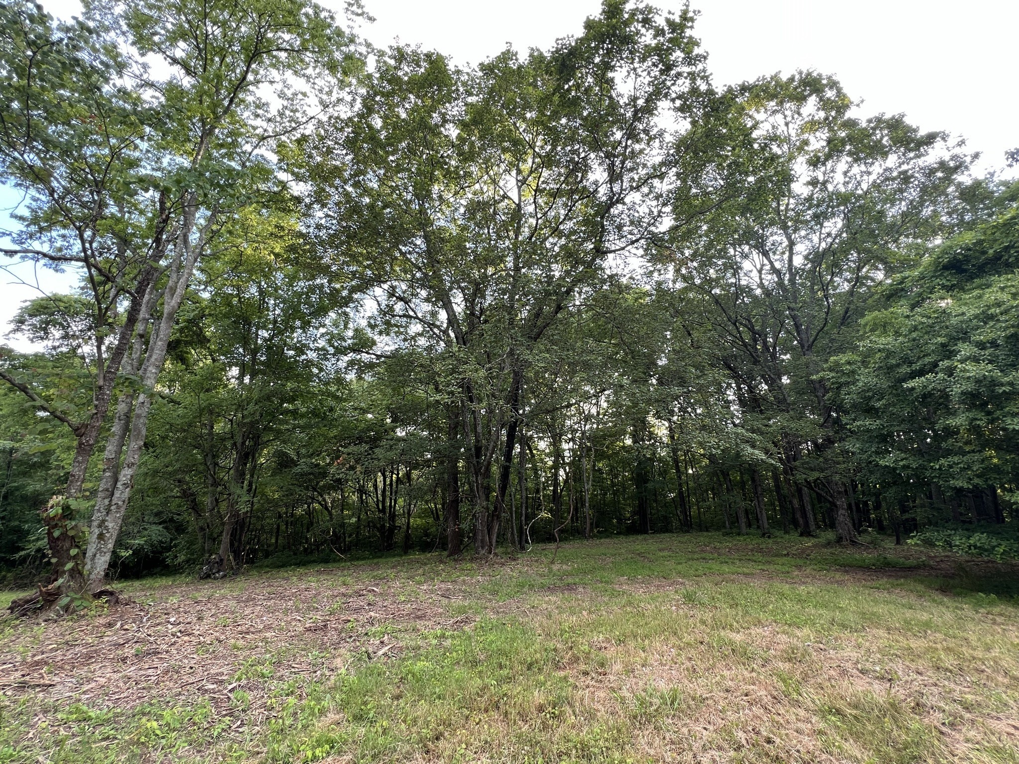 a view of a field with trees in background