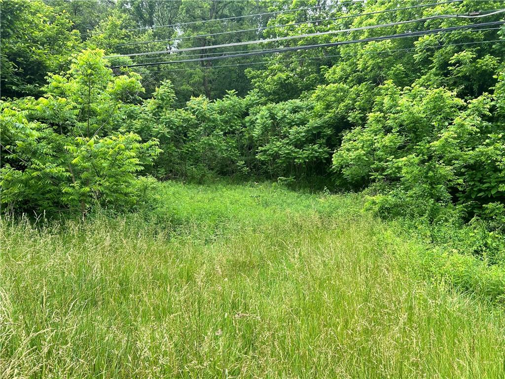 a view of a lush green space