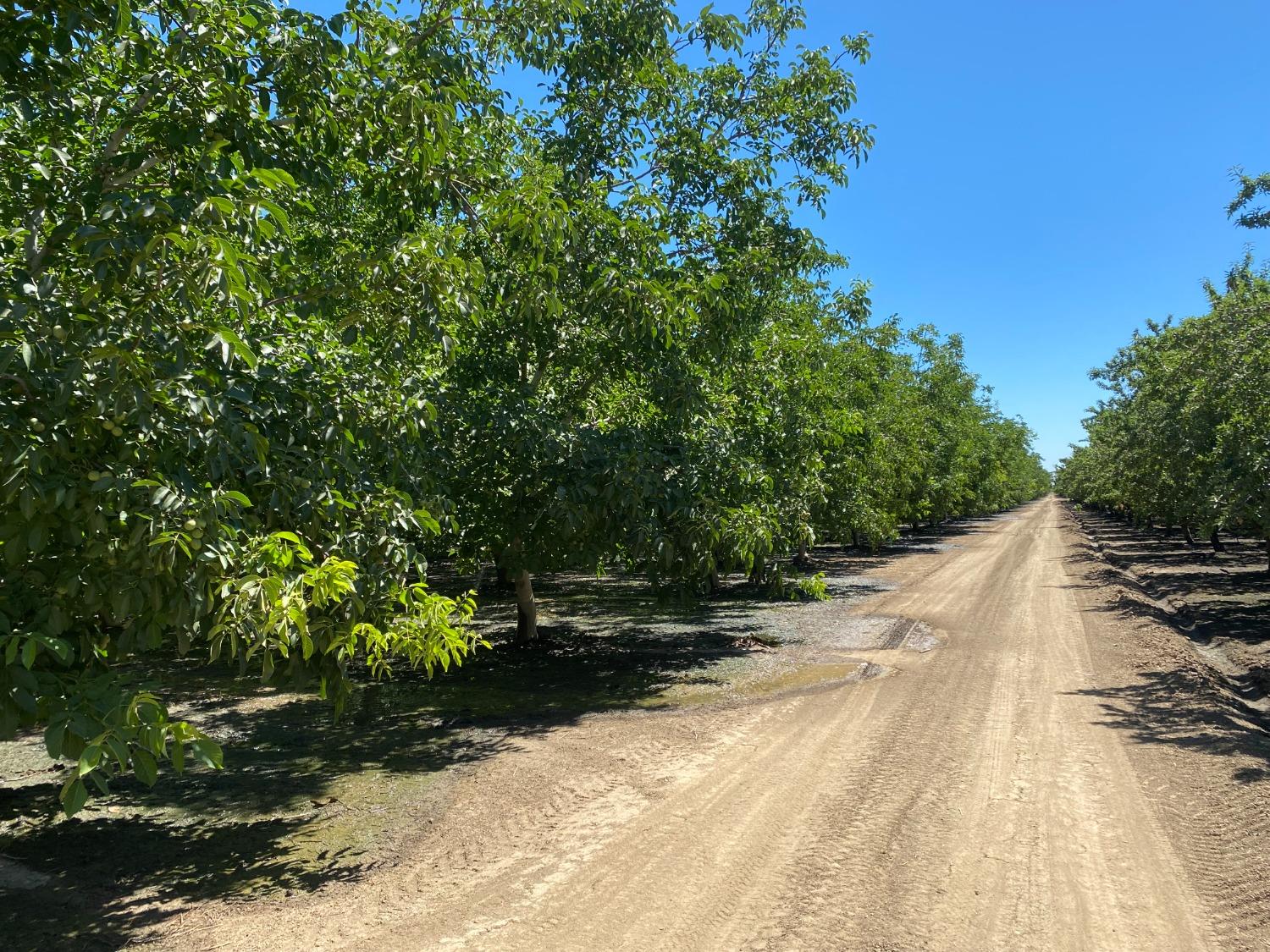 a view of a road with trees in front of it